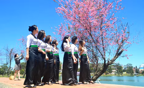 Mùa hoa mai anh đào thực sự trở thành những ngày hội ở Đà Lạt.