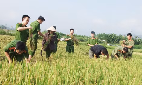 Hình ảnh CBCS Đoàn thanh niên Công an thành phố Hòa Bình gặt lúa giúp dân.