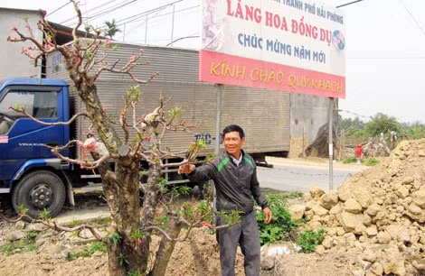 Nghệ nhân Nguyễn Xuân Thêm bên gốc đào cổ.