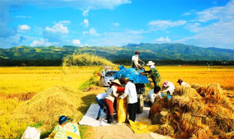 Mùa gặt trên cánh đồng Mường Thanh. Ảnh: Cổng TTĐT tỉnh Điện Biên