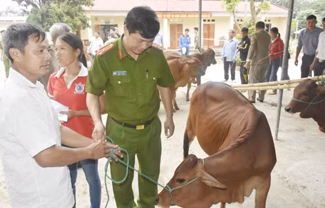 Phối hợp với Công an huyện Thường Xuân trao bò cho các gia đình hộ nghèo bị thiệt hại do mưa lũ