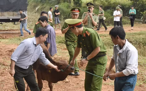 Một số hoạt động trao bò và hỗ trợ tiền làm nhà cho các gia đình.