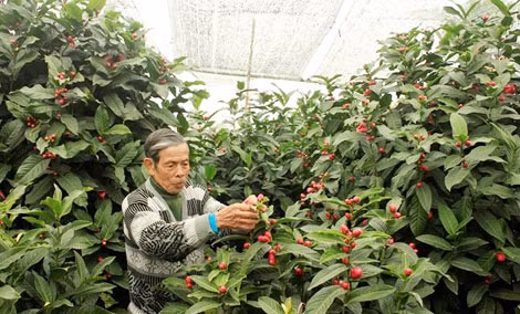 Những cây đào cổ và hoa hải đường ở Đồng Dụ.
