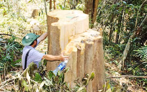 Rừng đầu nguồn bị tàn phá để nhường chỗ cho những công trình thủy điện mọc lên - trong ảnh một cây cổ thụ bị chặt phá.