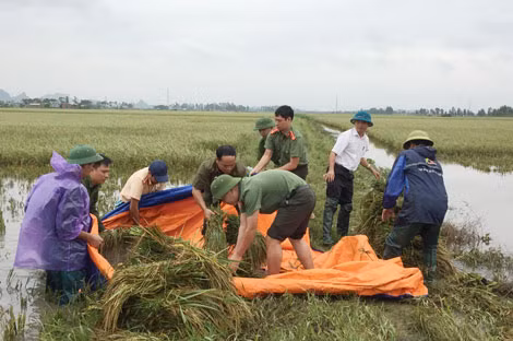Đoàn Thanh niên Công an tỉnh Ninh Bình gặt lúa giúp dân.