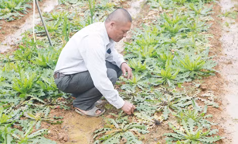 Vườn hoa salem của gia đình ông Nguyễn Thành Quang bị chết sau khi bón phân có xuất xứ từ Trung Quốc.