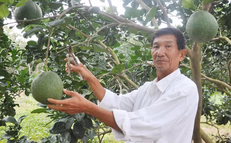 Lão nông Lương Tuyển tỉa cành trong vườn bưởi.