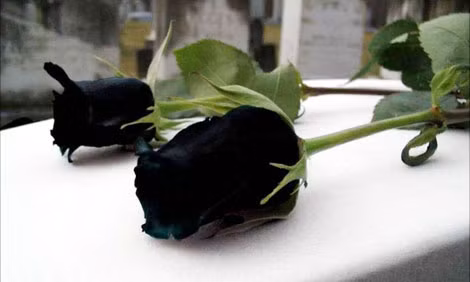Hoa hồng đen ở Halfeli. Hoa hồng đen ở Halfeli.