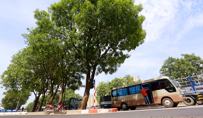 Công ty TNHH MTV Công viên cây xanh là nhà thầu thực hiện việc cắt tỉa, di chuyển, chặt hạ số cây này.