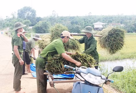 và giúp dân thu hoạch lúa hè thu sau bão số 10.