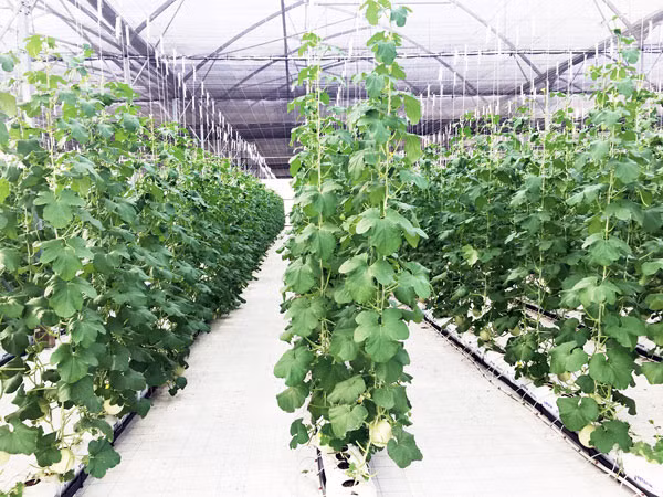 Nông nghiệp công nghệ cao mang lại sức khỏe cho người tiêu dùng và cơ hội xuất khẩu cho doanh nghiệp.