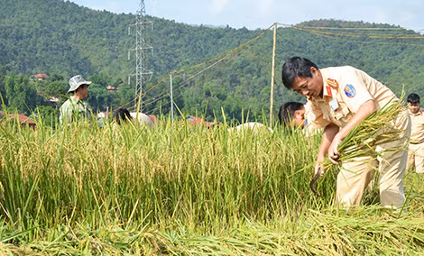 Trung tá Nguyễn Minh Đức - Trạm trưởng Trạm CSGT Tuần Giáo gặt lúa cùng CBCS.