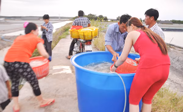 Nuôi tôm trên chính cánh đồng muối. Ấp đảo Thiềng Liềng đang tự thay đổi thân phận, đi lên bằng những sáng tạo trong sản xuất. Nuôi tôm trên chính cánh đồng muối. Ấp đảo Thiềng Liềng đang tự thay đổi thân phận, đi lên bằng những sáng tạo trong sản xuất.