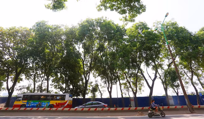 Sở Xây dựng Hà Nội, đã mời các chuyên gia, giảng viên Đại học Nông nghiệp để tham vấn ý kiến, tuy vậy vẫn còn nhiều ý kiến trái chiều. Đại diện Ban quản lý đầu tư xây dựng công trình giao thông Hà Nội khẳng định việc di chuyển, chặt hạ cây xanh là bắt buộc, trong khi nhiều người dân bày tỏ tiếc nuối.