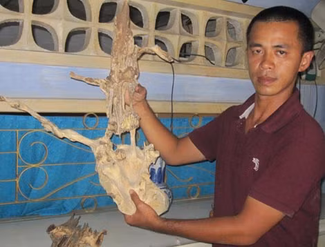 Một khối trầm được người Khánh Hòa xông hương vào dịp năm hết, Tết đến.