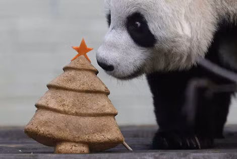 Tian Tian - chú gấu trúc tại vườn thú Edinburgh Scotland đang chuẩn bị thưởng thức chiếc bánh Giáng Sinh đặc biệt hình cây thông. Tian Tian - chú gấu trúc tại vườn thú Edinburgh Scotland đang chuẩn bị thưởng thức chiếc bánh Giáng Sinh đặc biệt hình cây thông.