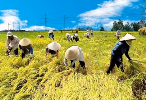 Dù giảm diện tích đất trồng lúa nhưng an ninh lương thực quốc gia vẫn được đảm bảo.
