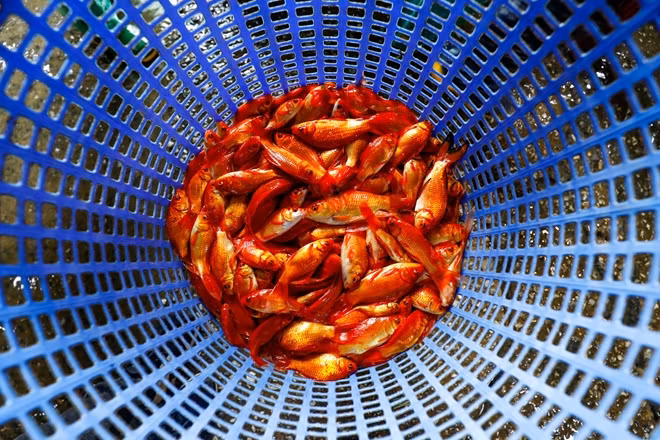 Cá được lựa chọn tỉ mỉ và kỹ càng trước khi đưa đến tay người tiêu dùng.