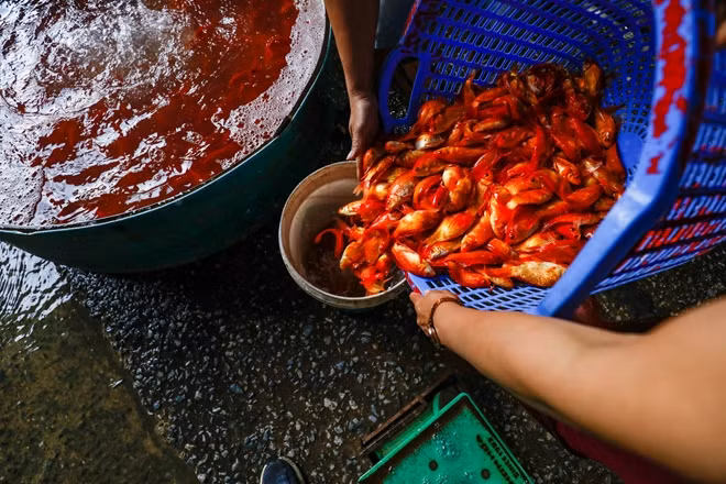 Chợ cá làng Sở Thượng hoạt động cả ngày, nhộn nhịp nhất là từ 4 - 6h sáng. Khi xe hàng vào chợ, cá sẽ được đưa vào cân, rồi được phân loại cá lớn, nhỏ.