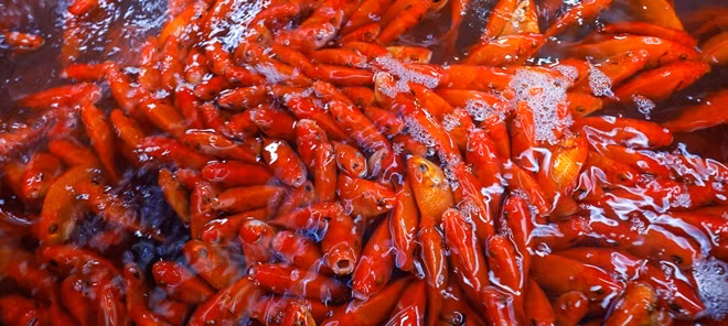 Chợ cá làng Sở Thượng (Hoàng Mai, Hà Nội) vốn được coi là chợ cá lớn nhất thủ đô Hà Nội. Đây là địa chỉ mà không chỉ các tiểu thương mà cả người dân vào những ngày cuối năm lại tìm tới để mua cá chép tiến ông Công ông Táo về trời.