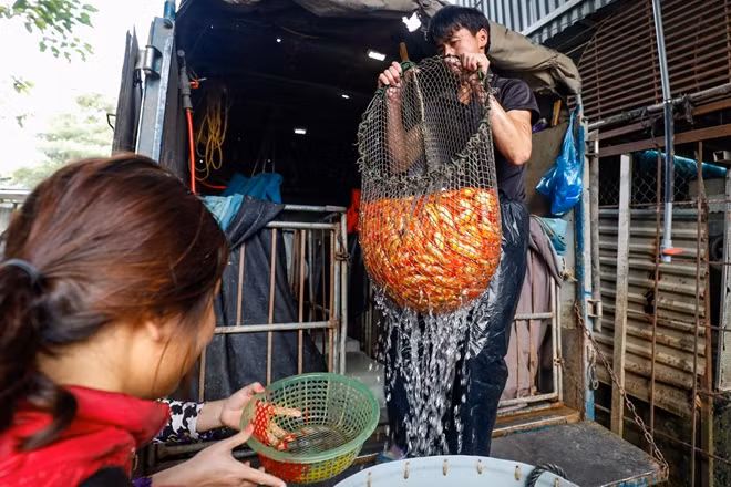 Sáng 16-1 (tức 22 Âm lịch), hàng chục xe tải từ nhiều tỉnh thành chở cá chép về chợ cá Sở Thượng để phục vụ nhu cầu người dân trong dịp cúng ông Công, ông Táo. Mặt hàng chủ yếu tại chợ Yên Sở là cá chép đỏ và cá chép vàng. Cả hai loại này đều được các thương lái đưa về từ các tỉnh xung quanh Hà Nội như Phú Thọ, Hải Dương, Nam Định...