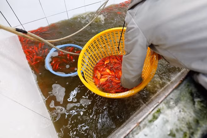 Ghi nhận tại chợ, cá chép vàng và cá chép đỏ thì cá chép đỏ được nhiều người lựa chọn hơn bởi cá khỏe, màu sắc tươi hơn so với cá chép vàng.