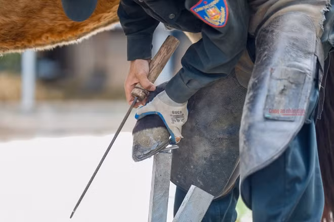 Từ việc vệ sinh, cho ngựa ăn, chăm sóc sức khoẻ cho ngựa đều do các chiến sĩ huấn luyện thực hiện dưới sự hướng dẫn của các đồng chí có kinh nghiệm huấn luyện động vật và bác sĩ thú y. Việc thực hiện hết các công việc đó sẽ tạo ra mối gắn kết không thể tách rời giữa người và ngựa.