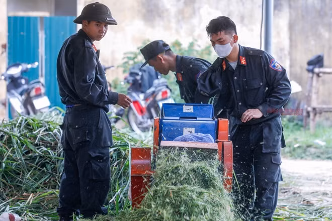 Cỏ cho ngựa ăn được xay vụn để ngựa ăn hết khẩu phần, trung bình mỗi ngày một con ngựa ăn hết 35kg cỏ. Ngoài ra, ngựa còn được bổ sung các chất khác trong khẩu phần ăn.