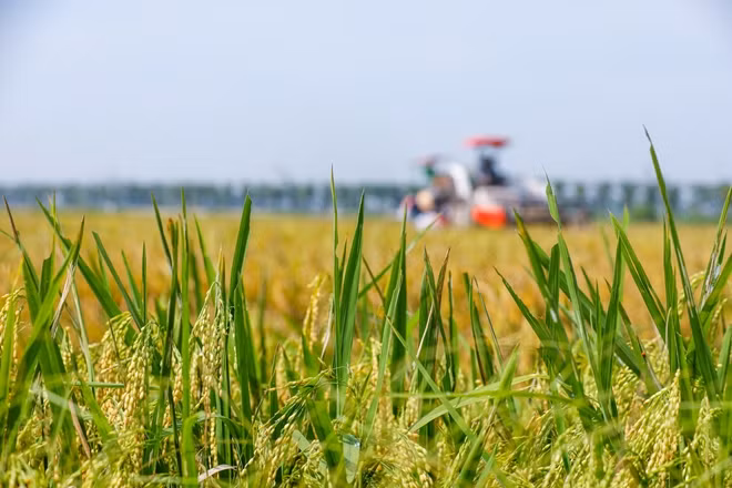 Máy gặt được cho thuê bởi một số doanh nghiệp tư nhân đến từ Nghệ An hoặc Hà Tĩnh. Giá gặt một sào ruộng dao động có giá thấp nhất là 120 nghìn đồng, có thể lên đến 150 nghìn nếu bao gồm cả việc vận chuyển thóc ra ngoài.