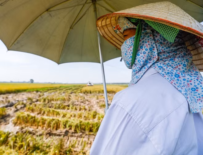 Dưới cái nóng hơn 40 độ, bà Yến(thôn Quảng Minh) vẫn cùng chồng vẫn ra đồng, bây giờ nhà bà không còn phải xuống ruộng gặt, đập nữa nên có nhiều thời gian để làm những việc khác trong gia đình nhưng vẫn phải ra đồng để gom rơm và chuyển thóc về. Bà chia sẻ, số thóc thu hoạch được cũng chỉ đủ ăn chứ bán ra ngoài không thể có lãi.