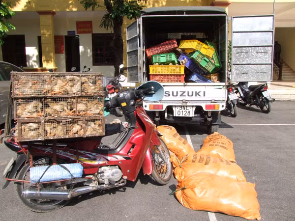 Phương tiện vận chuyển gia cầm bị bắt giữ.