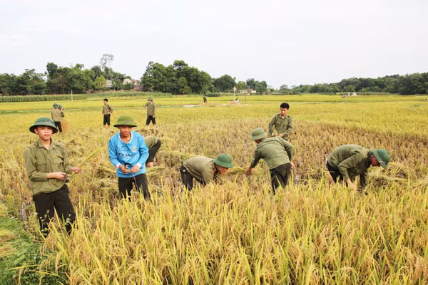 Đoàn viên thanh niên Trường Văn hoá I thu hoạch lúa giúp dân.