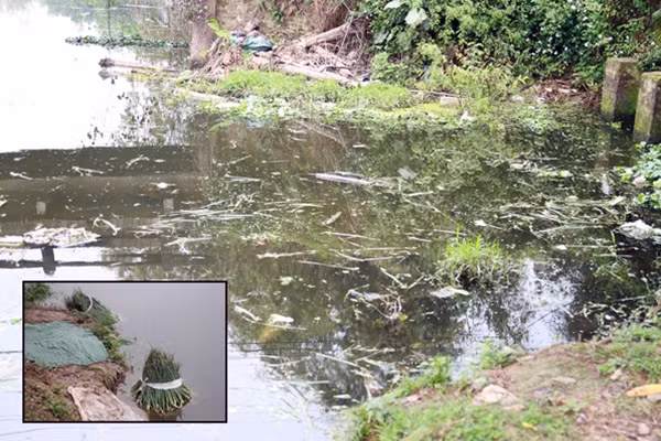 Những bó hành củ được ngâm ở dưới dòng nước đen ngòm, chứa đầy rác thải, lọ chai thuốc trừ sâu và nước cống từ gia đình chảy ra.
