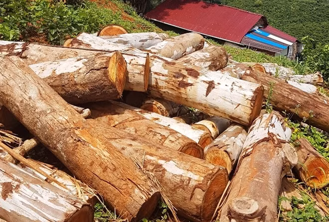 Gỗ được tập kế về phục vụ kè đường hầm khai thác vàng