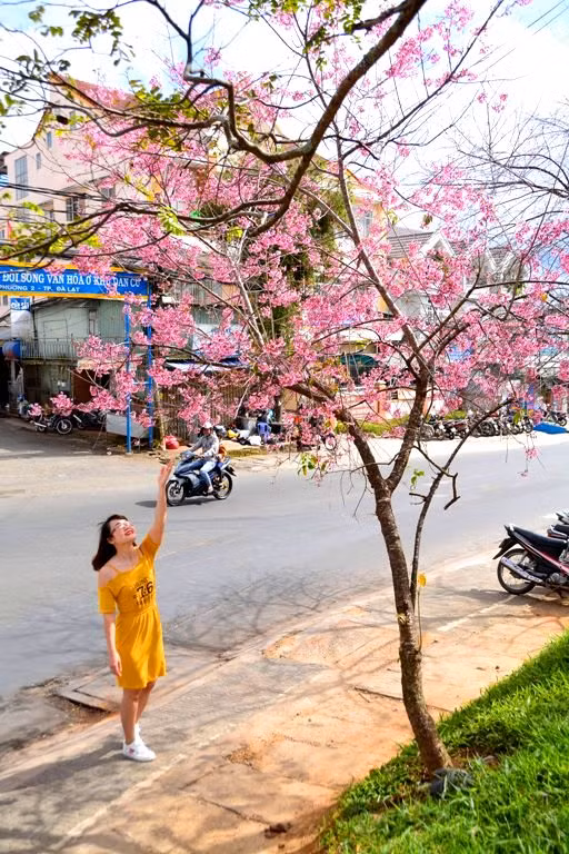 Ngày hội hoa mai anh đào Đà Lạt – Tuyền Lâm lần thứ nhất sẽ tập trung giới thiệu, quảng bá các không gian hoa mai anh đào chứ không nặng về nghi lễ.