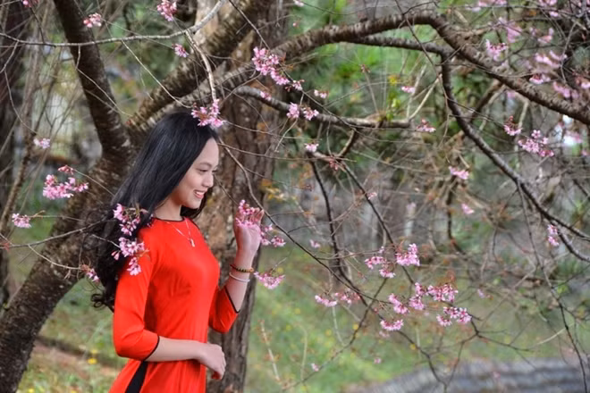 Các chương chính chính gồm, tham quan hoa anh đào, nghệ thuật nhiếp ảnh hoa mai anh đào, các động biểu diễn nghệ thuật, giới thiệu tiềm năng và sản phẩm phục vụ du lịch của địa phương…