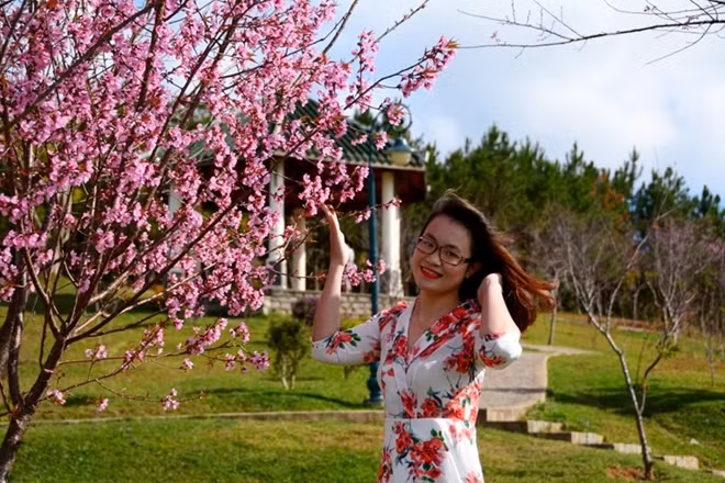Như vậy, đây sẽ là lần đầu tiên vẻ đẹp của loài hoa đặc trưng trên xứ lạnh Đà Lạt được tôn vinh.