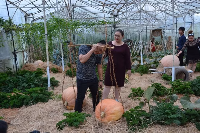 Những trái bí ngô khổng lồ hút khách tham quan