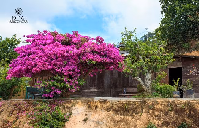 Thời gian qua, hình ảnh về cây hoa giấy này lan truyền chóng mặt trên các trang mạng, du khách cũng đổ về đây chiêm ngắm, chụp hình…