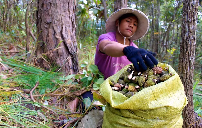 Anh Kon Sa Ha Rim (27 tuổi), người từng có 10 năm làm nghề trèo thông hái trái bên thành quả một ngày lao động vất vả và nguy hiểm.