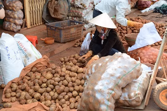 Khoai tây Trung Quốc tại chợ nông sản Đà Lạt Khoai tây Trung Quốc tại chợ nông sản Đà Lạt