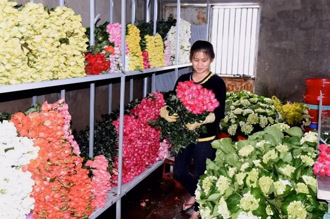 Hoa Đà Lạt tăng giá trước lễ 20-10