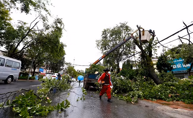 Cơ quan chức năng tiến hành cưa hạ cây có nguy cơ gãy đổ