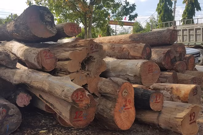 Lực lượng chức năng đang kiểm đếm số gỗ bị bắt giữ từ 2 xe tải vào rạng sáng 28-4