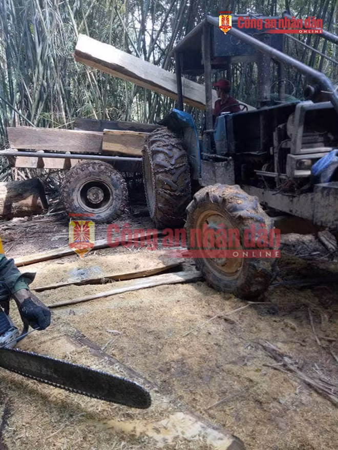 Hàng chục cây gỗ bị đốn hạ giữa ban ngày như một đại công trường.