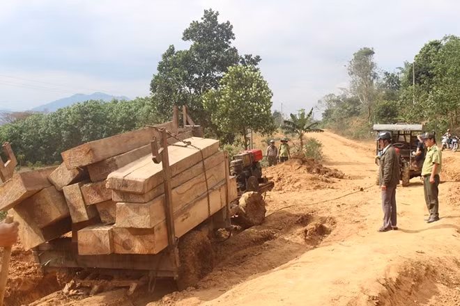 Số gỗ và tang vật vận chuyển bị bắt giữ tại hiện trường