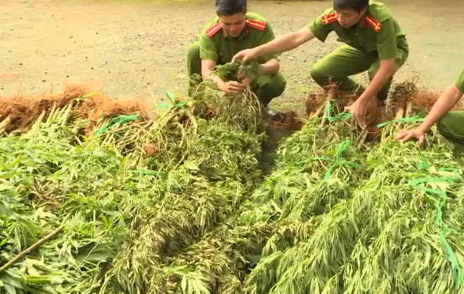 Lực lượng Công an huyện Cư M’gar đang tiến hành tiêu hủy số cây cần sa thu được