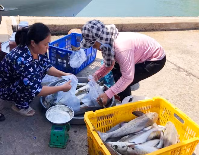 Có khoảng 10.000 con cá bóp chết tại đảo Hòn Tre.