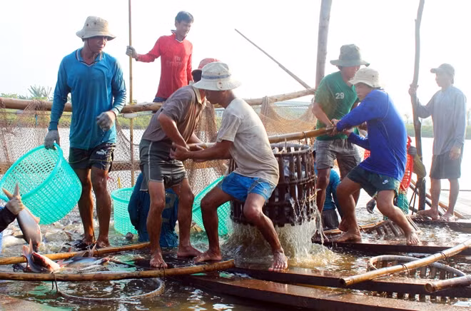 Năm 2018, ngành hàng cá tra tăng trưởng vượt bậc.