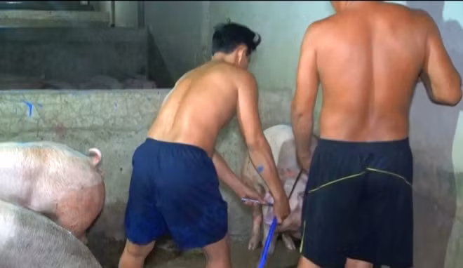 Các đối tượng thực hiện hành vi bơm nước vào heo.